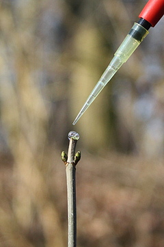 Simulierter Verbiss: Nachdem die Knospe eines junges Ahornbaumes abgeschnitten wurde, wird Rehspeichel mit einer Pipette auf die Schnittstelle aufgetragen (Foto: Bettina Ohse/UL/iDiv).