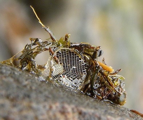 Beutefang-Netz einer Köcherfliegenlarve (Foto: Steve Ormerod)