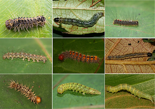 A selection of caterpillars associated with New Guinean figs.