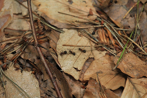 Ameisen in der Laubstreu, Nationalpark Hainich-Dün, Deutschland (Foto: Ilka Mai, Biodiversitäts-Exloratorien)