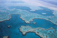 Das „Korallendreieck“ bei Australien ist ein Fischarten-Hotspot. (Foto: Pixabay)