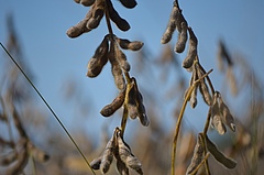 Soja gehört zu den 16 weltweit meistangebauten Nutzpflanzen und wird von Insekten bestäubt. Bild: Pixabay