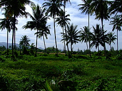 Zerstörter tropischer Regenwald. Photo: M / pixelio