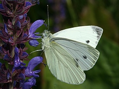 Der Grünaderweißling (Pieris napi) ist ein Schmetterling, der in Europa weit verbreitet ist. Die extreme Trockenheit 1995 in England führte zu einem Zusammenbruch der Hauptpopulationen im Untersuchungsgebiet. Foto: Martin Wiemers/UFZ