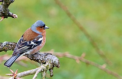 Der Buchfink ist ein häufiger Vogel in Europa, auch in der Tschechischen Republik. (Foto: pixabay)