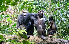 Schimpansen im Taï Nationalpark, Elfenkeinküste geben Laute an Artgenossen in der Nähe. (Bild: Liran Samuni/Taï Chimpanzee Project)