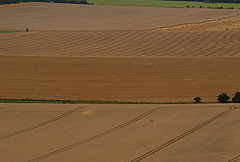 Landwirtschaftliche Fläche in Deutschland (Foto: Guy Pe’er)