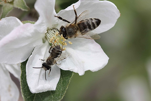 Honigbienenarbeiterin und männliche Sandbiene auf einer Apfelbaumblüte. Äpfel gehören zu den insektenbestäubten Früchten. Bild: Martin Husemann