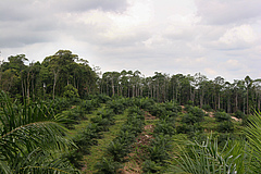 Eine weitere Ölpalmplantage auf Sumatra, Indonesien (Foto: Yann Clough).