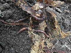 Regenwürmer fressen die Laubstreu (Foto: Olga Ferlian).