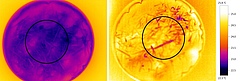 Die Petrischalen unter der Wärmebildkamera; links: 13,5 °C, rechts: 23,5 °C (Foto: Madhav Thakur, verändert nach Abbildung aus dem Appendix der Originalpublikation).
