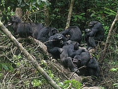 Schimpansen aus dem Taï-Nationalpark der Elfenbeinküste pflegen sich gegenseitig ihr Fell (Foto: Roman Wittig / Taï Chimpanzee Project).