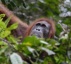 Der Sumatra Orang-Utan, eine der zwei existierenden Orang-Utan-Arten, lebt ausschließlich auf der indonesischen Insel Sumatra. © Perry van Duijnhoven