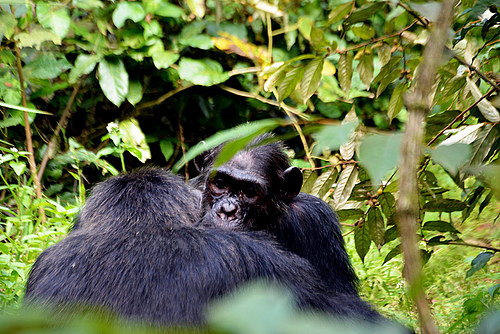 Schimpanse in den Tropen