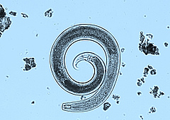 Ein räuberischer, weblicher Fadenwurm unter dem Mikroskop (Foto: Marcel Ciobanu).