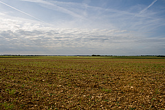 Agrarlandschaft (Bild: Christoph Scherber).