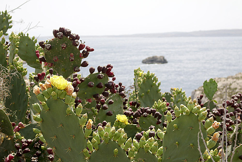 Kakteen der Unterfamilie Opuntia stammen ursprünglich aus Amerika, sind aber inzwischen auch im mediteranen Raum auf Inseln wie hier im Bild auf Malta verbreitet. Foto: pixuslius/pixelio