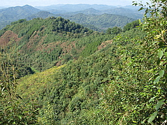 Baumdiversitätsexperiment BEF-China von oben. Foto: Stefan Trogisch.