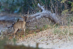Der Maxwell-Ducker (Philantomba maxwellii), eine kleine Antilope, die in Westafrika lebt (Foto: Paul Cools / Naturalist.org).