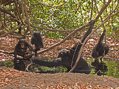 In der Savanne und Grassavanne lebende Schimpansen haben ihr Verhalten an die schwierigen Lebensbedingungen angepasst: Um sich vor Überhitzung zu schützen, nutzen sie Wasserquellen zum Baden. Foto: Erin Wessling