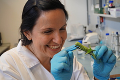 Ainhoa Martinez-Medina erforscht molekulare Aspekte von Interaktionen zwischen Pflanzen und ihren Fraßfeinden (photo: Nicole van Dam).