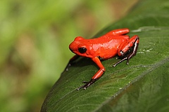 Der kleine tropische Frosch Oophaga pumilio ist ein farbenfrohes Beispiel für hohe genetische Diversität innerhalb einer Art (alle Fotos: Kathleen Preißler).