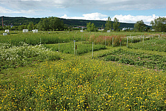 Versuchsflächen des auf Merkmalen basierenden Biodiversitätsexperiments, errichtet im Jahr 2010 im Rahmen des Jena Experiments.