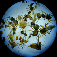 Blick durch das Mikroskop auf gesammelte Spinnen (Bild: Malte Jochum).