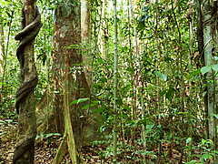 Tiefland-Regenwald, Sumatra, Indonesien (Foto: Katja Rembold, Georg-August-Universität Göttingen)
