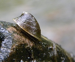 Napfschnecke der Gattung Ancylus (Foto: Steve Ormerod)