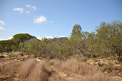Eukalyptusbäume auf Sizilien. Die Art stammt ursprünglich aus Australien, hat sich aber im Mittelmeerklima etabliert. Foto: Marten Winter, iDiv