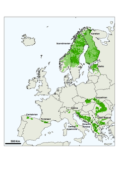 In Europa leben zehn Braunbären-Population verteilt auf 24 Staaten  (Karte erstellt von Carlos Bautista).