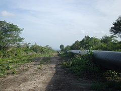 Eine neu gebaute Gaspipeline in der Nähe des Ruawa-Waldreservats. Menschliche Aktivitäten bedrohen die untersuchten Gebiete. Foto: Chris Barratt