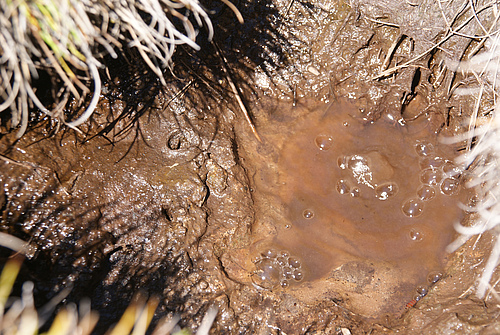 Für ihre Studie hatten die Forschenden Bodenorganismen und Stoffkreisläufe an einer natürlichen Kohlendioxidquelle (Mofette) und in einem Vergleichsboden untersucht. Foto: Felix Beulig, FSU
