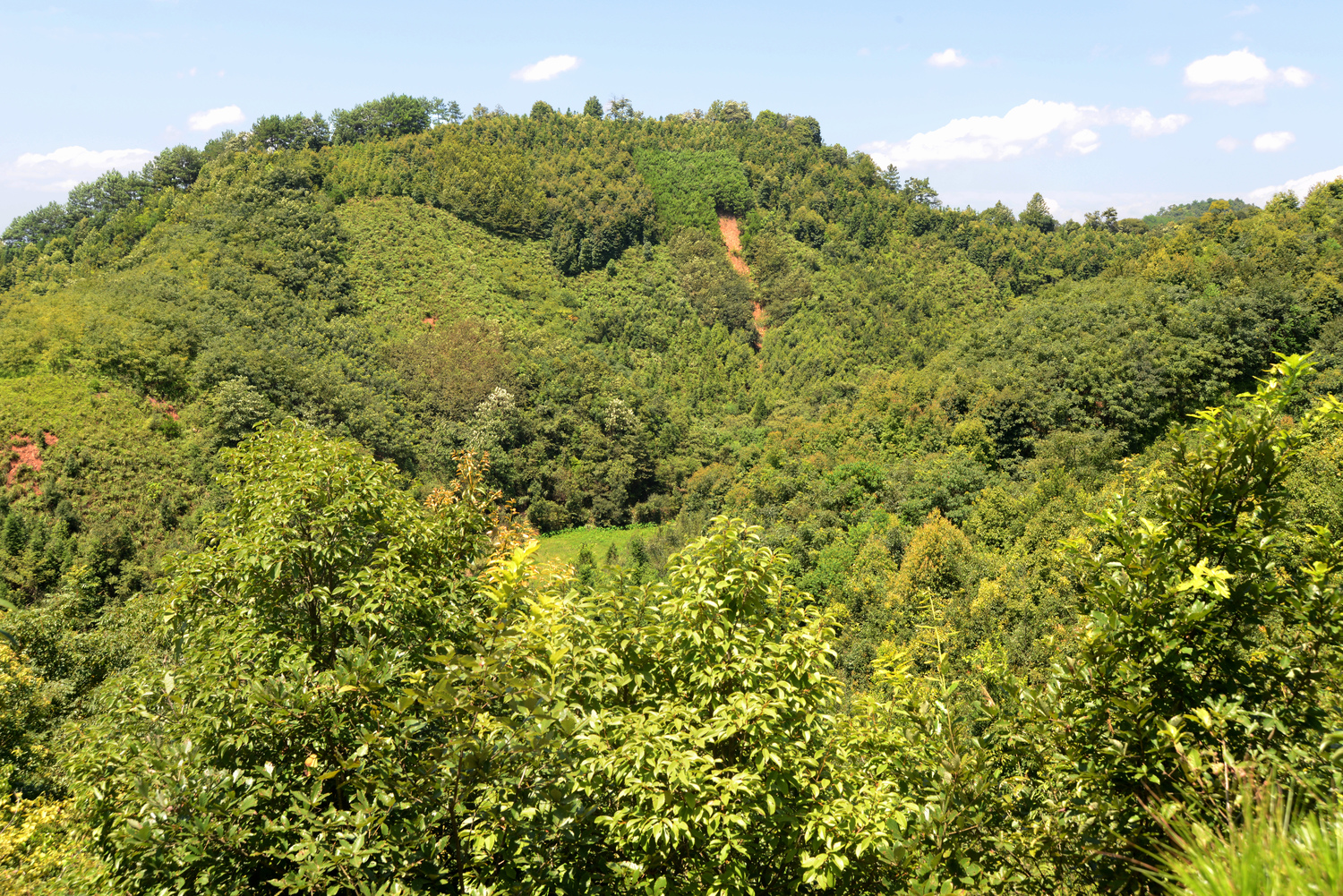 idiv-