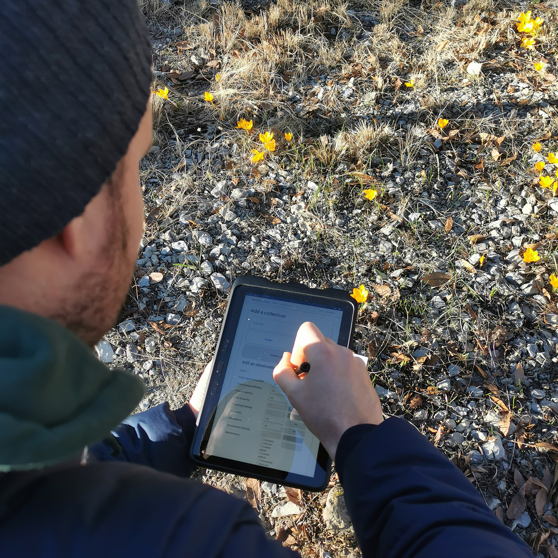 idiv-A person wearing a beanie and jacket uses a stylus on a tablet while standing outdoors on rocky ground with yellow flowers. (Photo: Robert Rauschkolb)