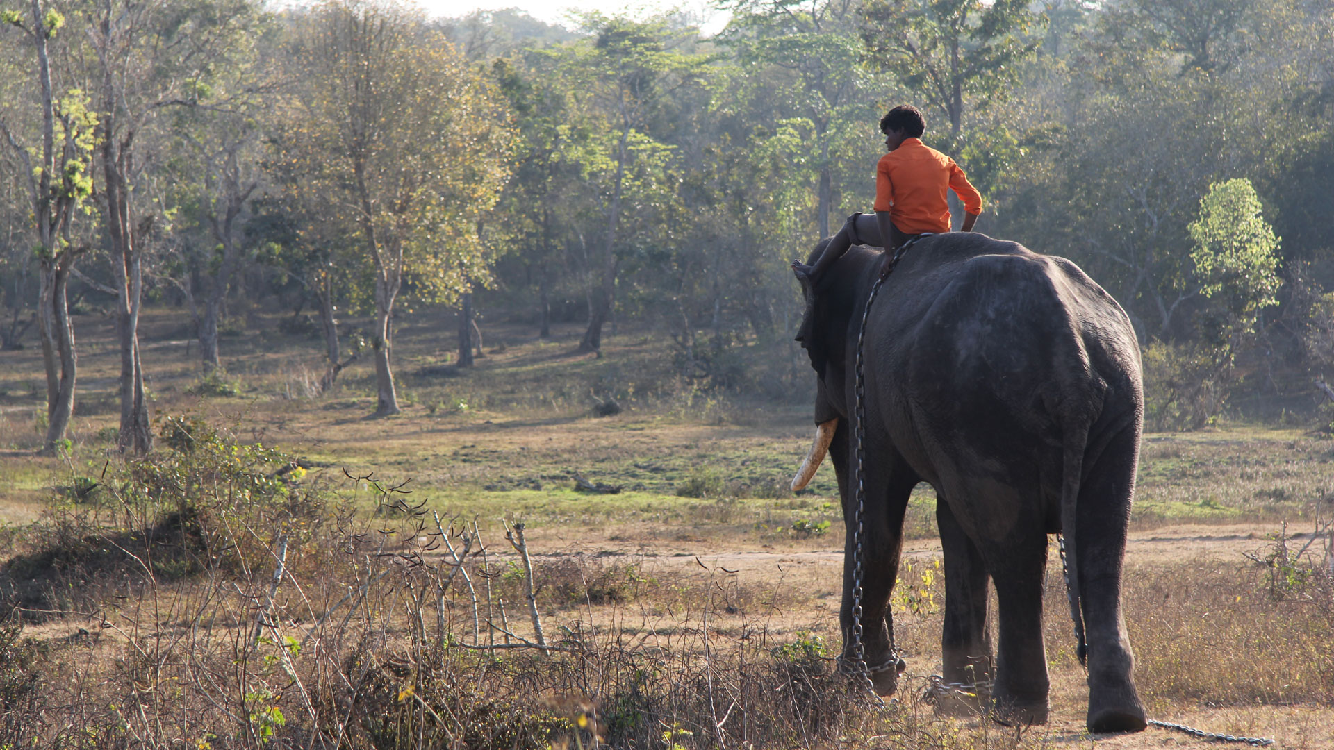 idiv-Person wearing an orange shirt sitting on an elephant walking through a forest clearing