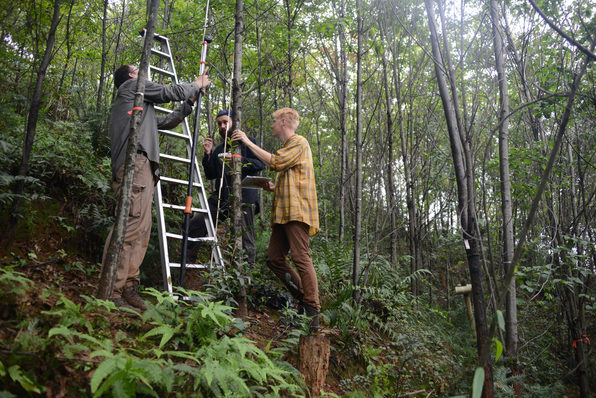 idiv-TreeDì researchers taking leaf samples in the BEF-China tree diversity experiment
