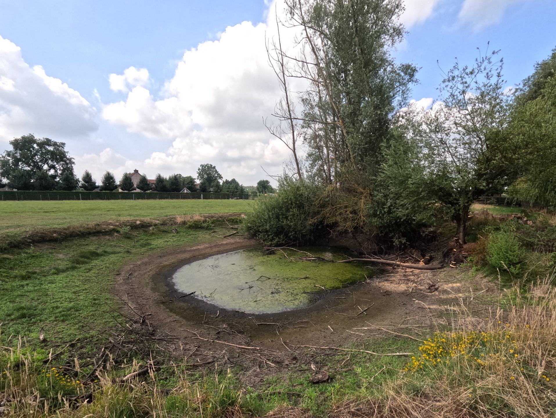 idiv-What was once a large pond is now only a small green puddle. In the backdrop is a meadow and a residential neighborhoood.