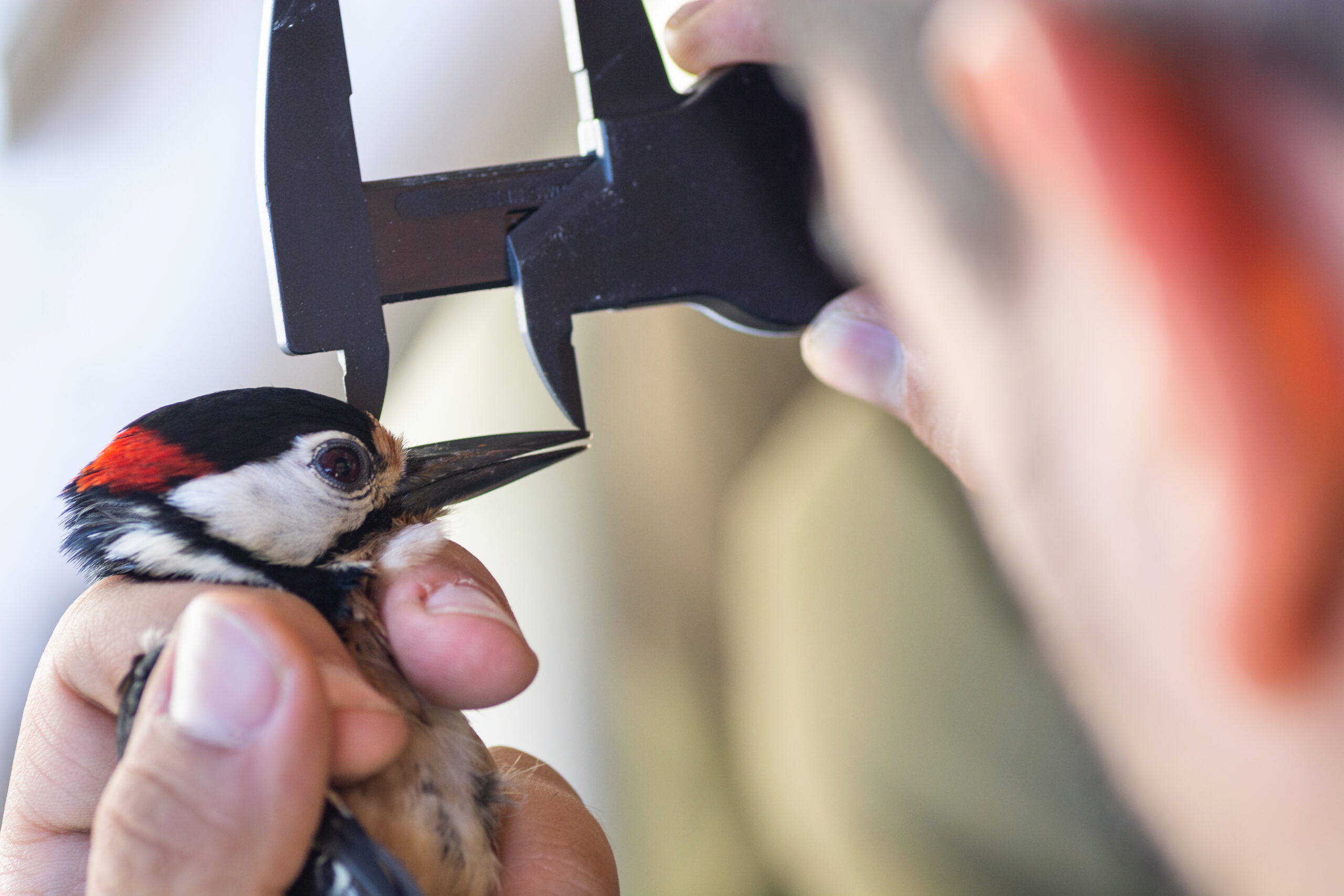 idiv-Scientist holding a male great spotted woodpecker (Dendrocopos major) and measuring its beak in a bird banding/ringing session. (Image: Daniel Santos / Adobe Stock)