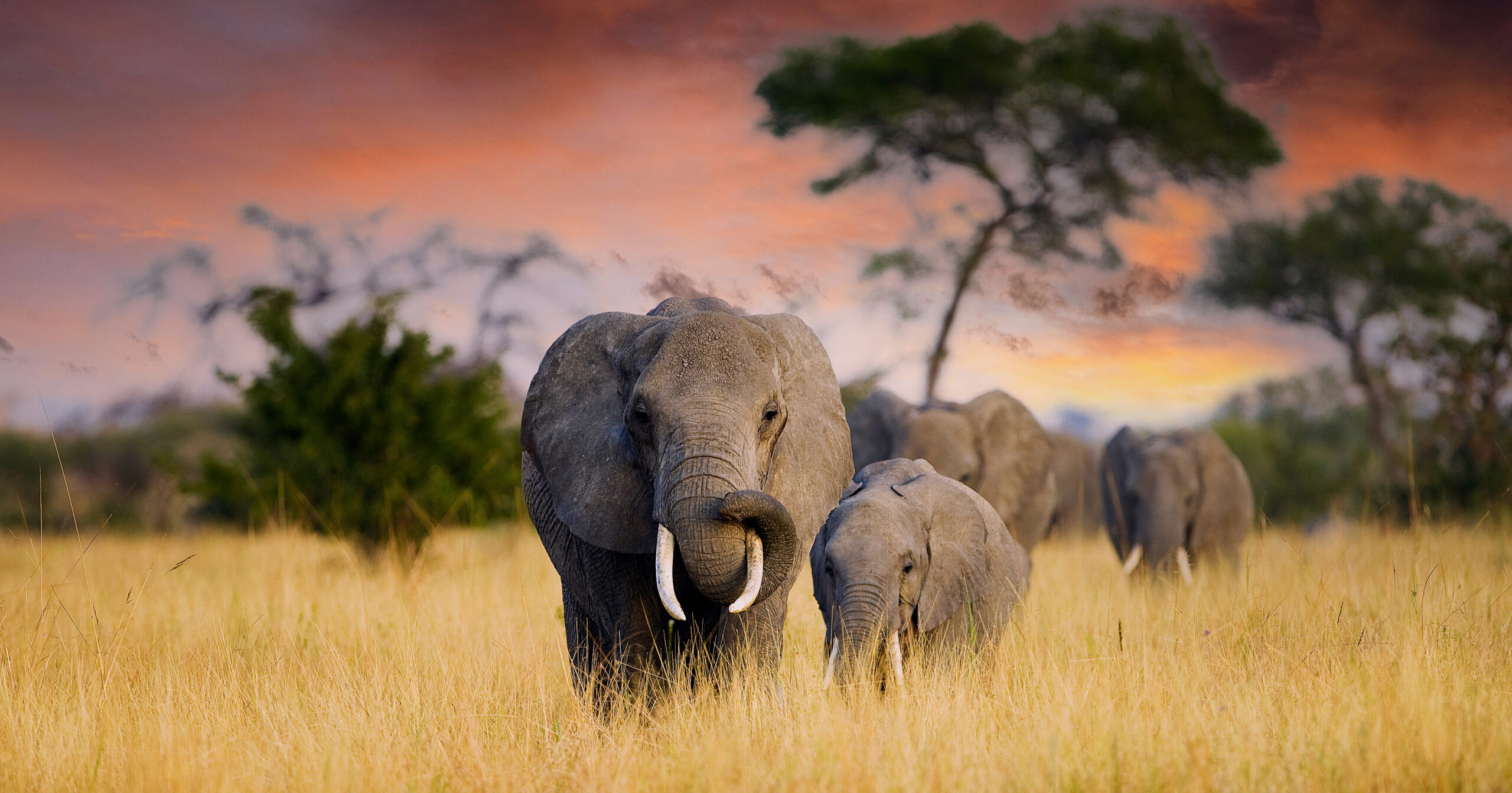 idiv-A herd of wild elephants walk through the savanna of Tarangire National Park (Image: Mat Hayward / Adobe Stock)