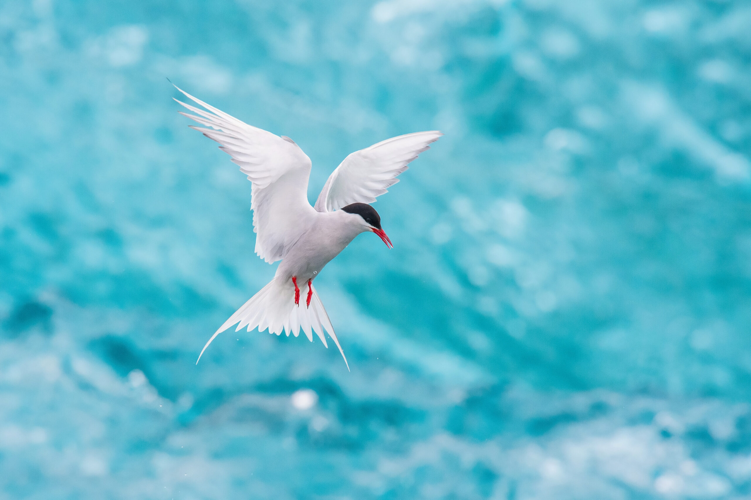 idiv-The Arctic Tern, Sterna paradisaea is soaring and looking for the fish, in the background are pieces of blue glacier, at the famous glacier lake Jökulsárlón in Iceland (Image: Petr Šimon / Adobe Stock)