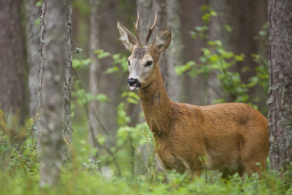 idiv-Roe deer buck in in a forest in Estonia