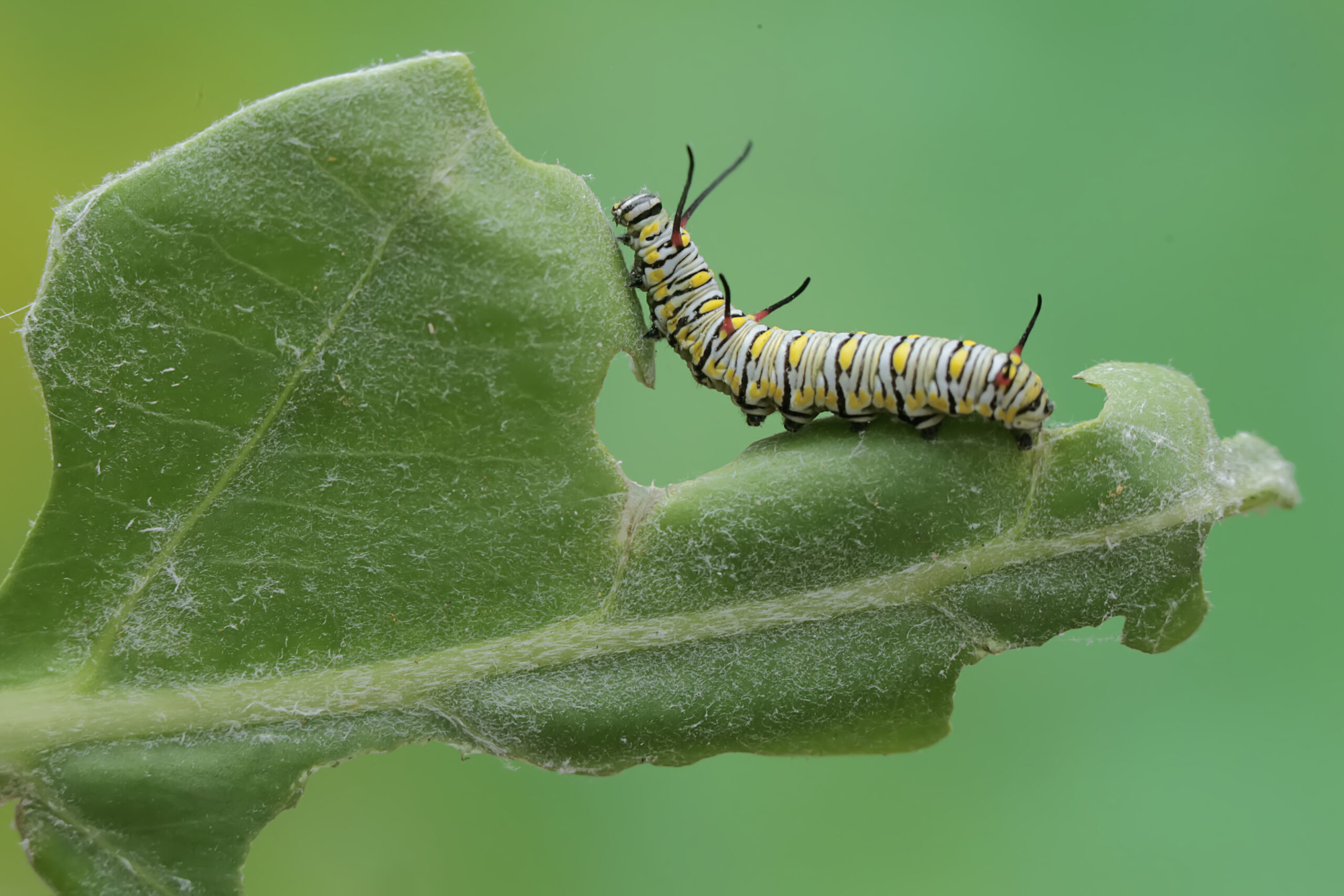 idiv-A monarch butterfly caterpillar eating a young leaf. These crawling insect will metamorphose into beautiful and graceful monarch butterflies (Danaus plexippus). (Image: Wayan Sumatika / Adobe Stock)