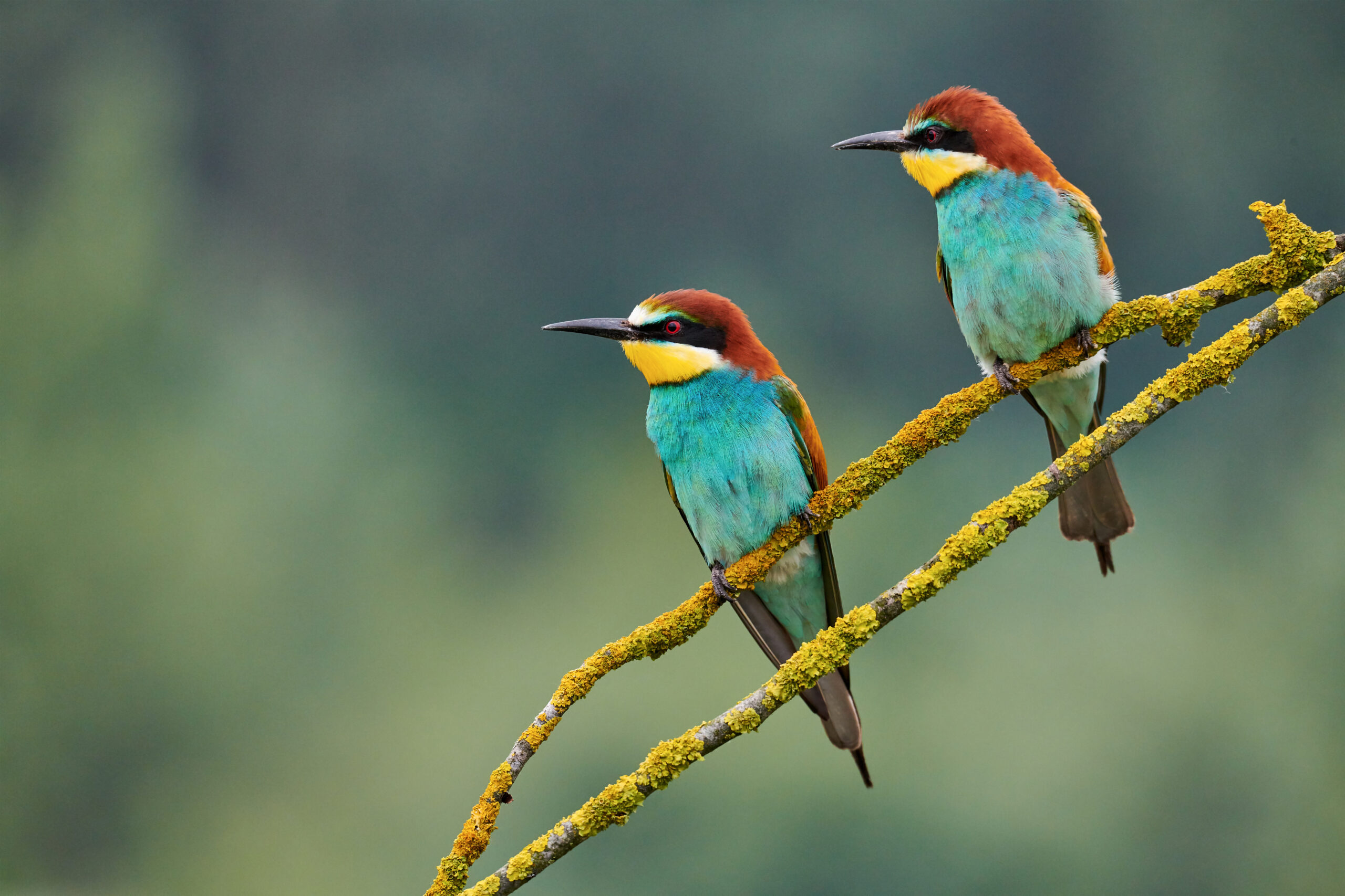 idiv-Two colorful European bee-eaters (Merops apiaster) perched on a small branch. (Image: Lucaar / Adobe Stock)