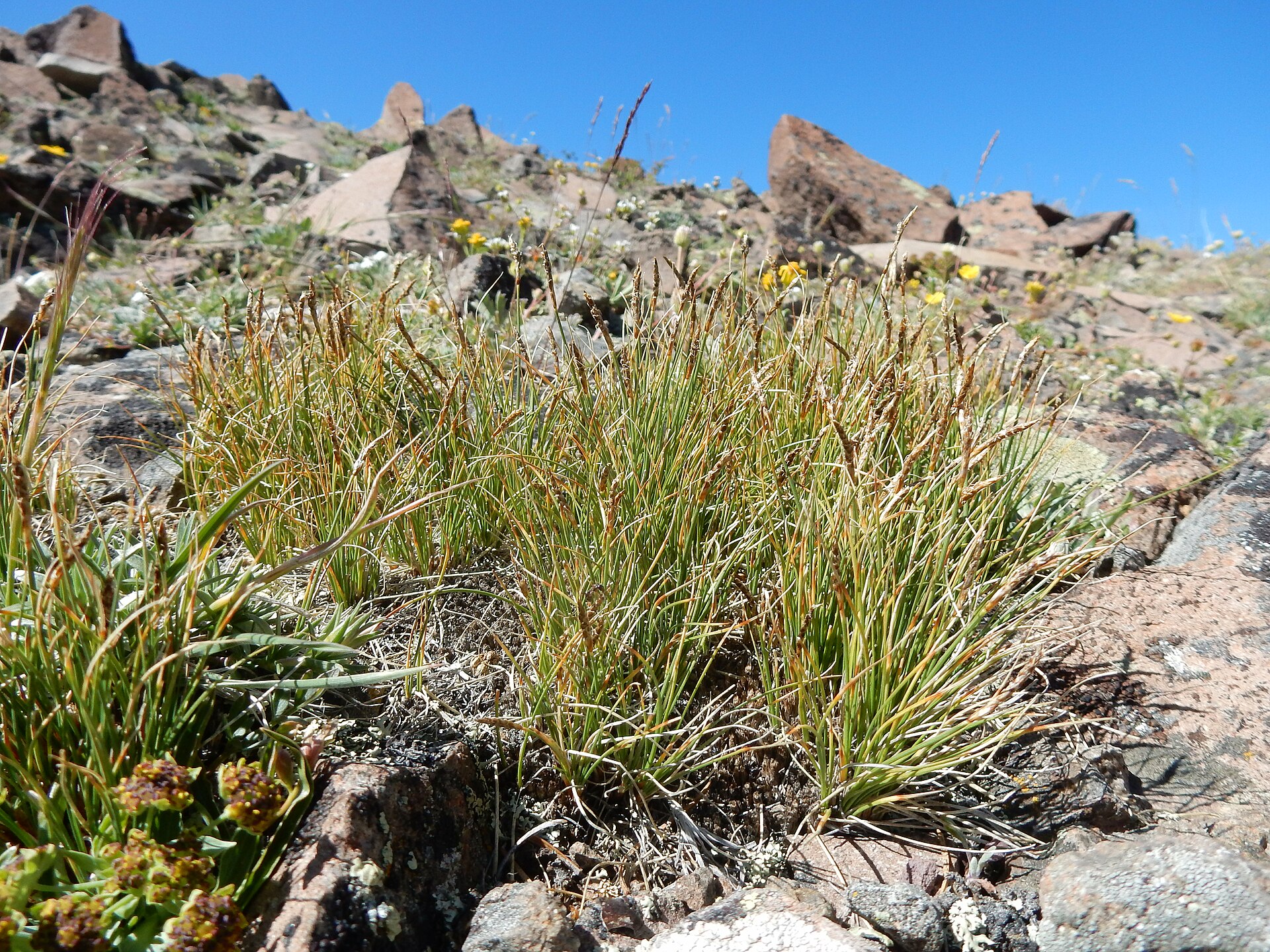 idiv-Common along the ridgeline leading to the summit of Mount Blackmore, blackroot sedge was only with immature fruits by middle August of 2020 (Photo: Matt Lavin / CC BY-SA 2.0)