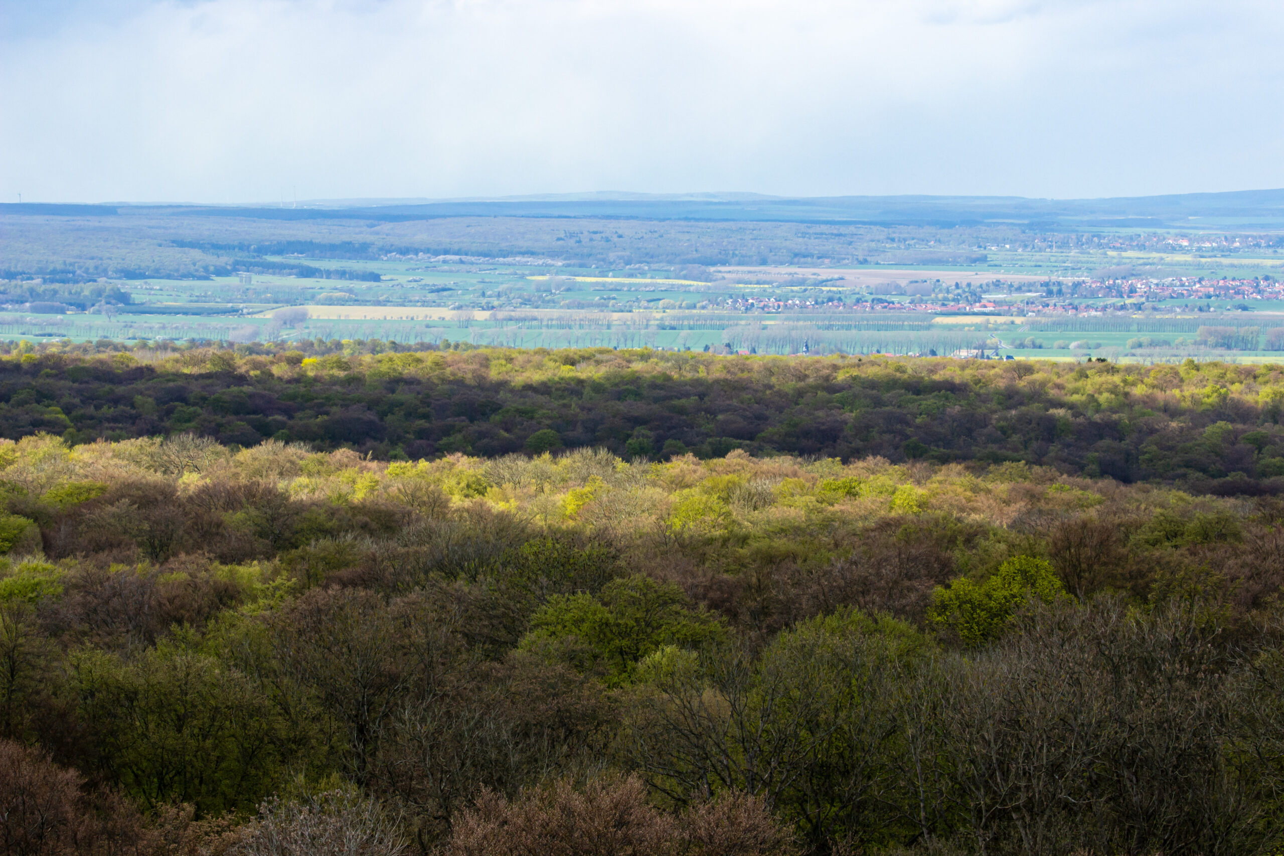 idiv-Above the canopy of the beech forest at Hainich National Park, Thuringia