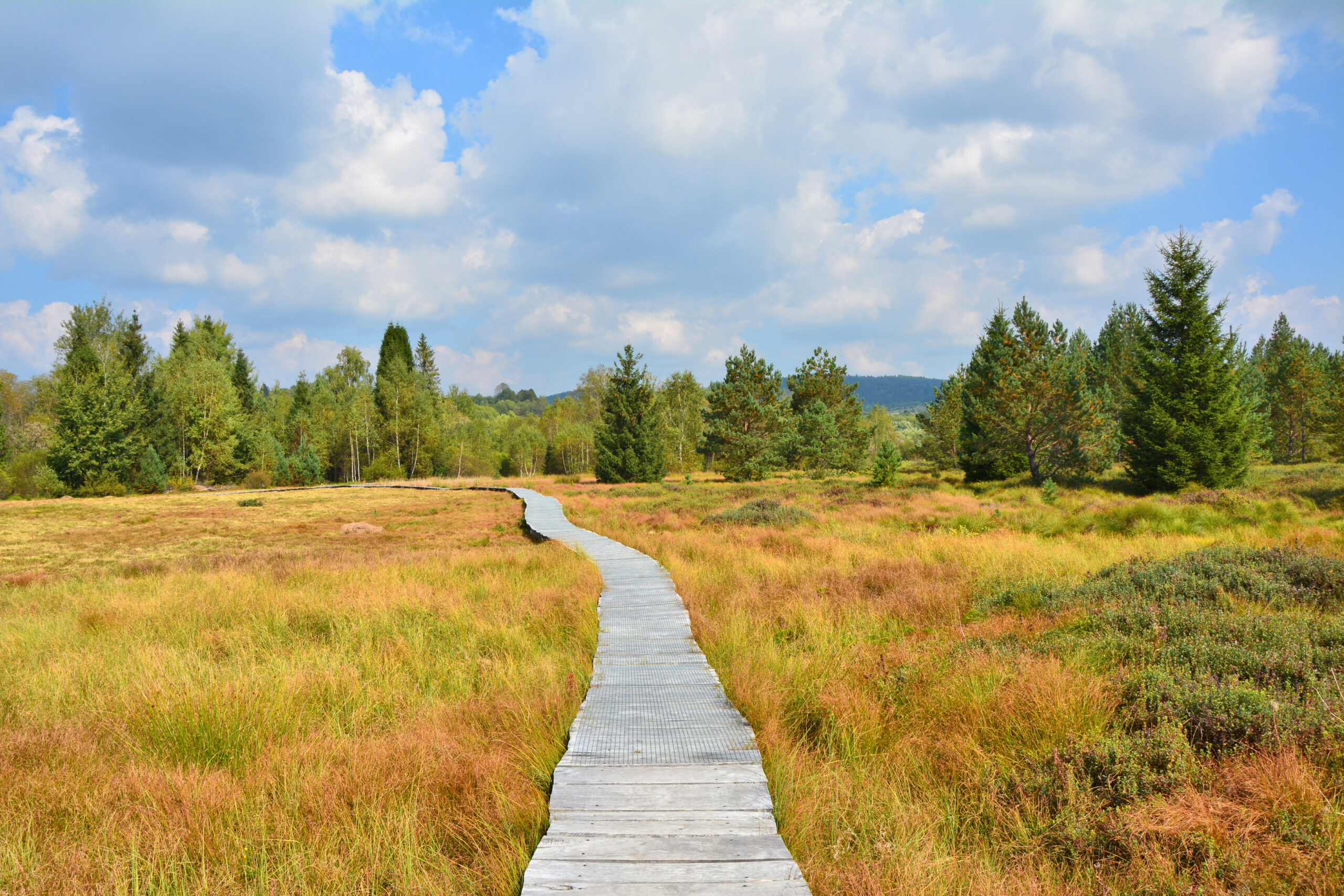 idiv-Wooden path through the peat bog in Poland Bieszczady National Park