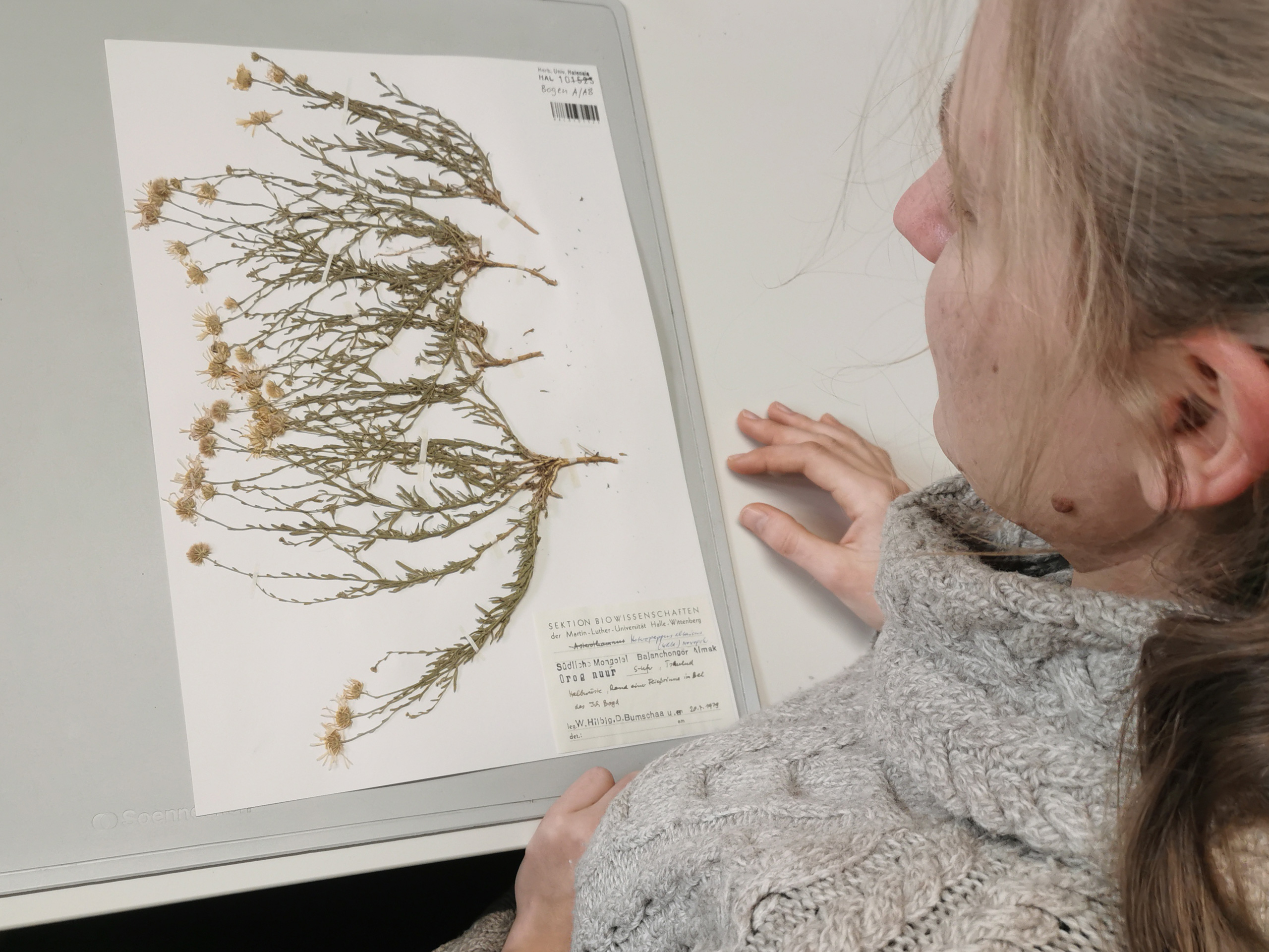 idiv-A person examines a pressed plant specimen mounted on a sheet of paper with printed and handwritten labels. (Photo: Robert Rauschkolb)
