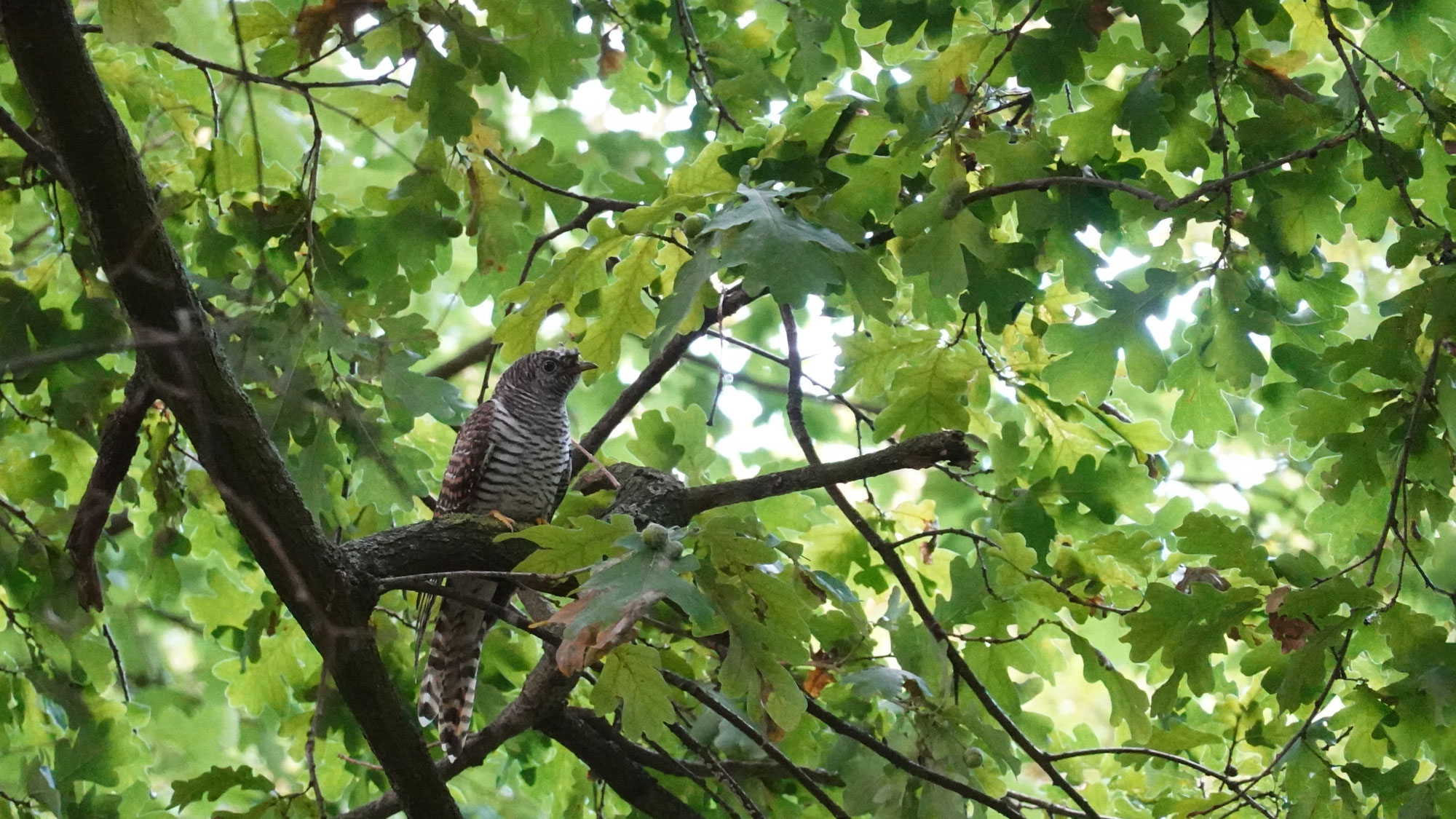 idiv-A cuckoo is sitting in an oak tree